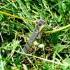 FleaStake - Image 4