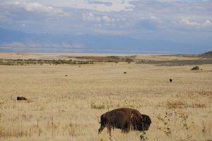 A buffalo standing in Antelope Island State Park