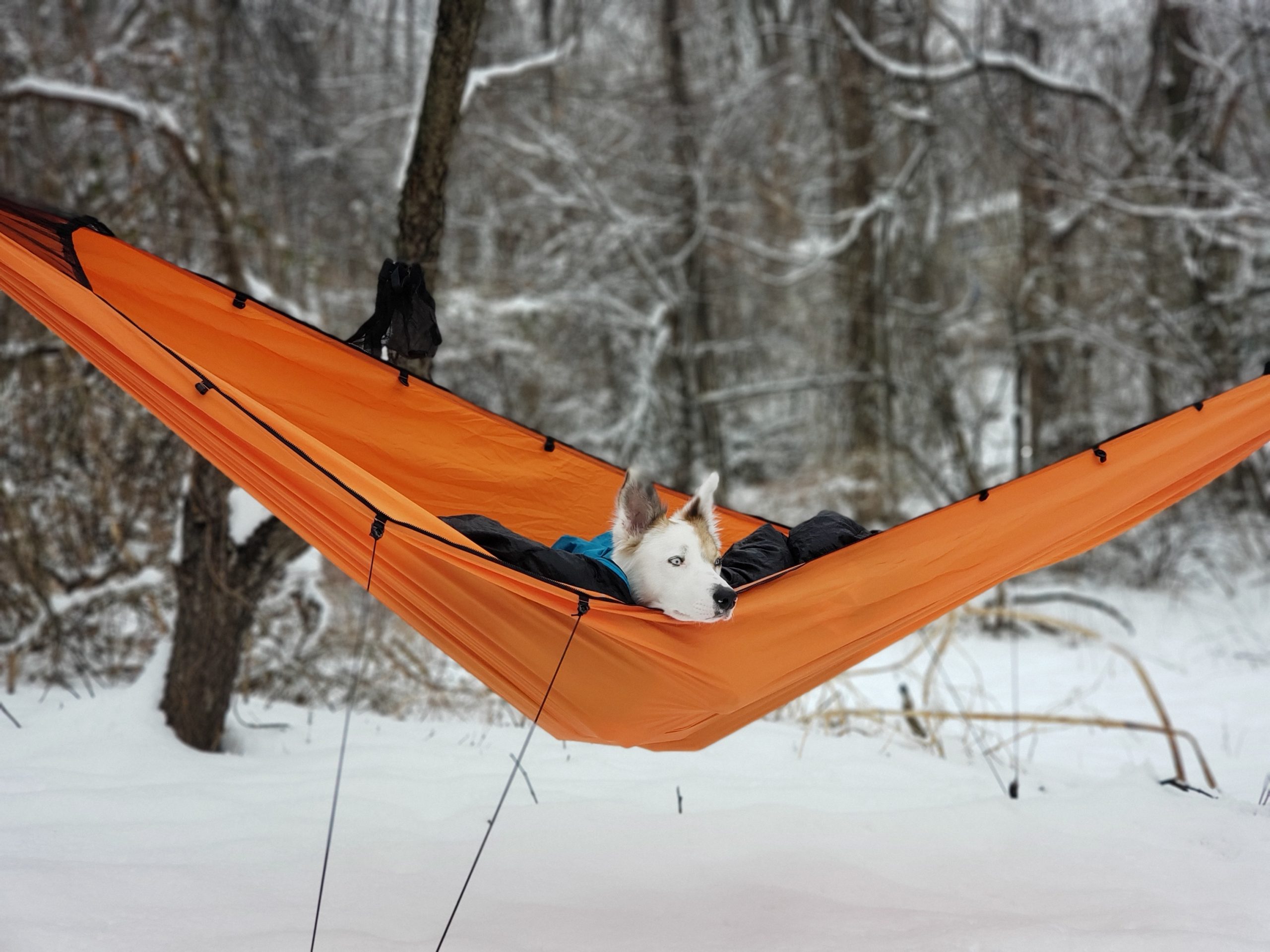 dog sitting in a winter camping hammock
